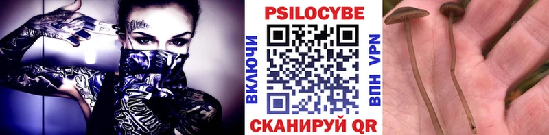 закладка  Оса  Псилоцибиновые грибы Magic Shrooms 